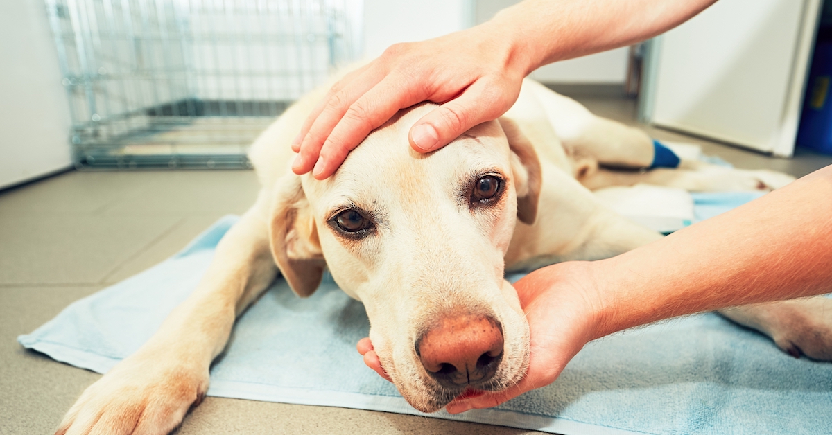 End of Life Care for Your Senior Pet